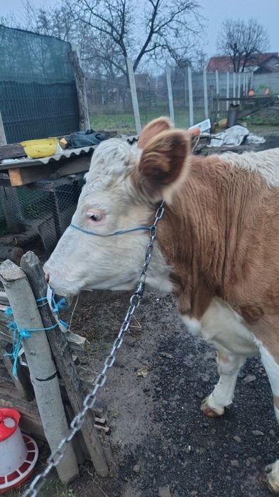 Junincă gestantă in 8 luni