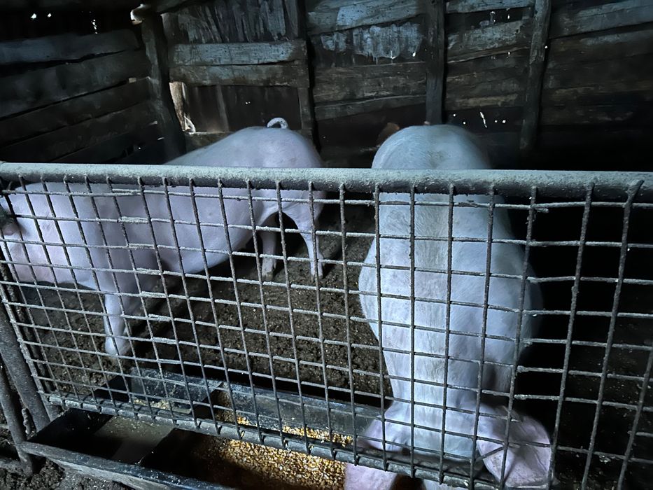 Vând porci grași 100 kg