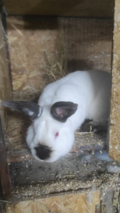 Vand iepuri Californieni