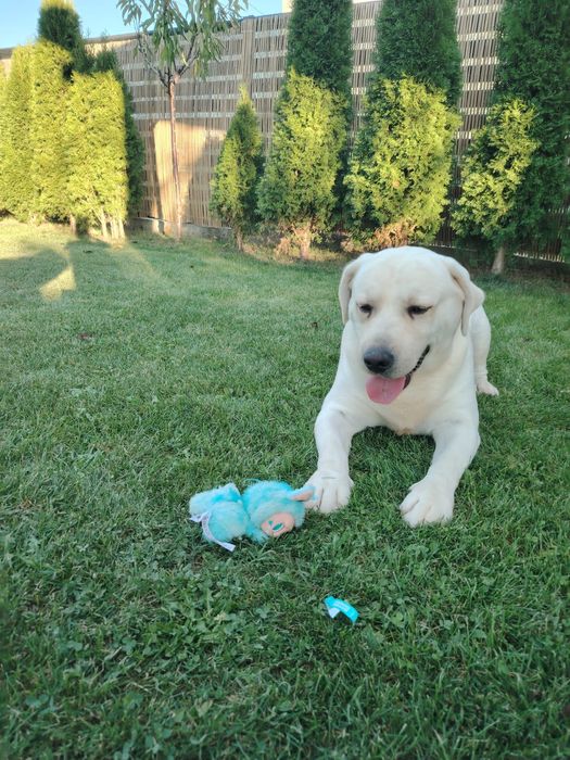 Vand Labrador Adult cu Pedigree