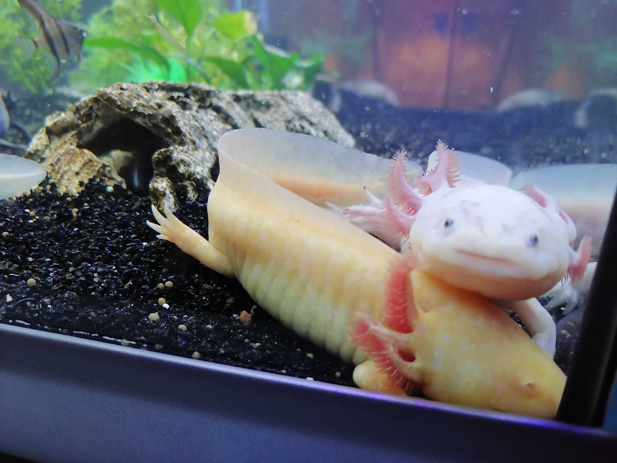 Axolotl Oferta!! (Ambistoma mexicanum)
