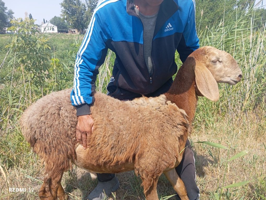 Арашан гиссар внук шарпеи