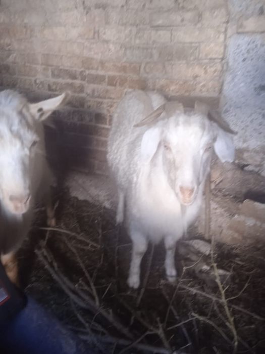 Продам козлов серке