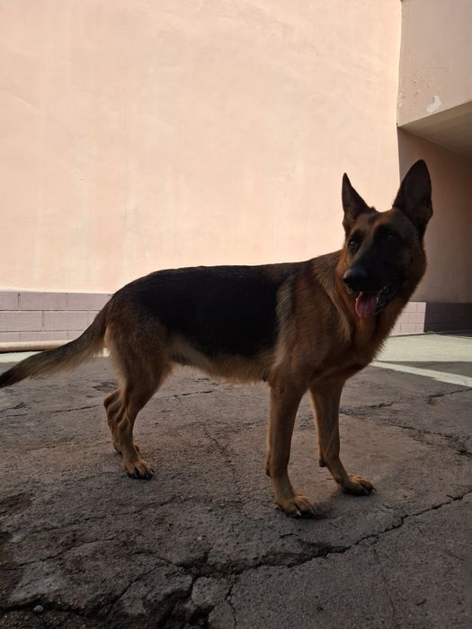 Продаётся чистокровная немецкая овчарка девочка