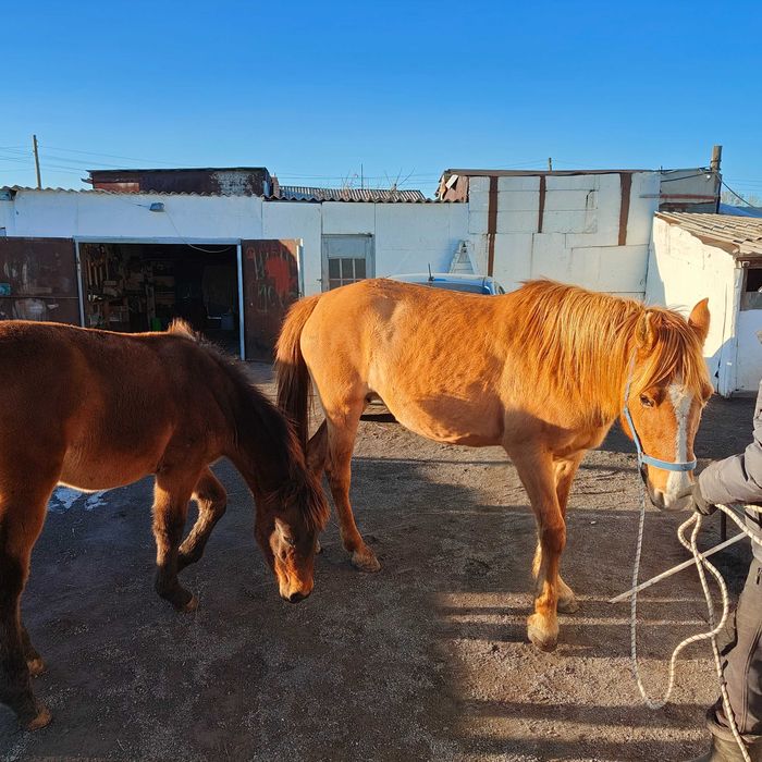 Бие құлынымен, Кобыла с жеребенком