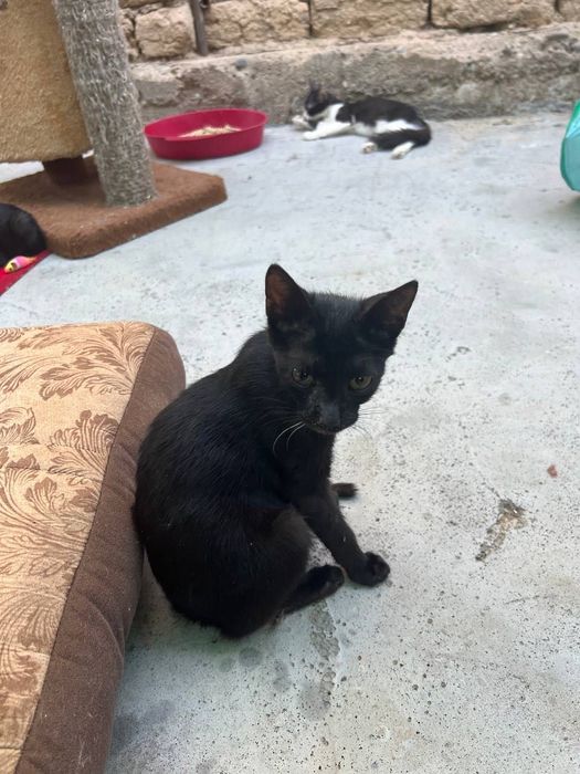 Бесплатно котята в добрые руки