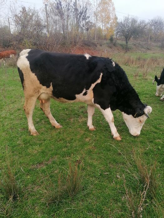 Vacă de vânzare tânăra