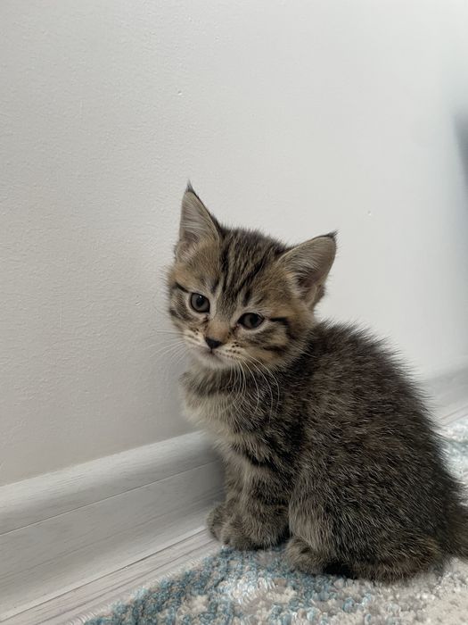 Марғаулар 1.5 айлық