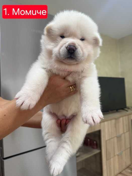 Кученца Акита Ину