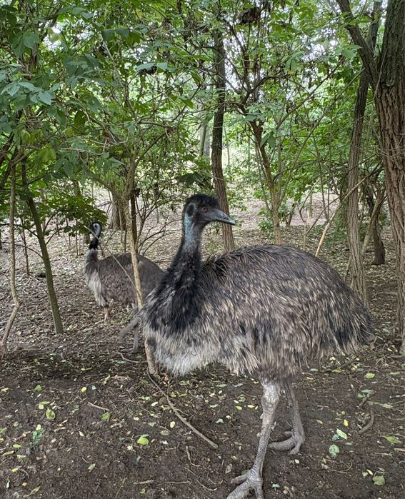 Vand EMU pasari adulte si tineret 3 luni