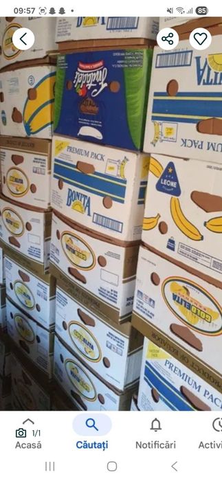 Baxuri de banane noi