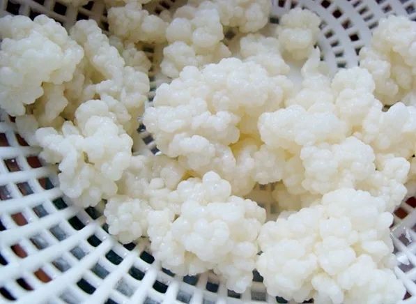 Ciuperca kefir tibetan