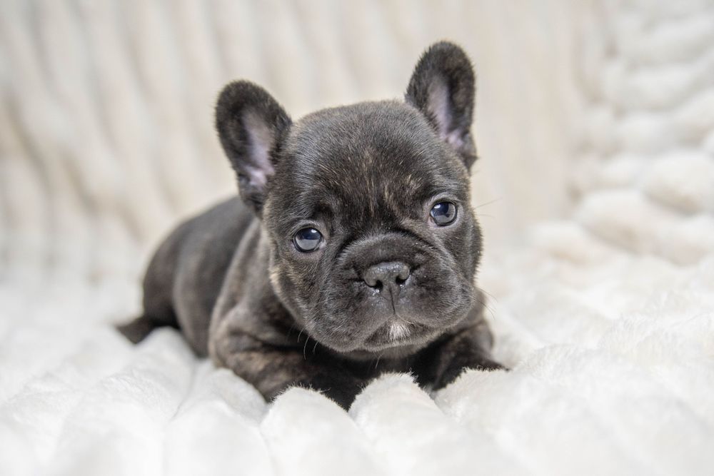 bulldog francez băiețel