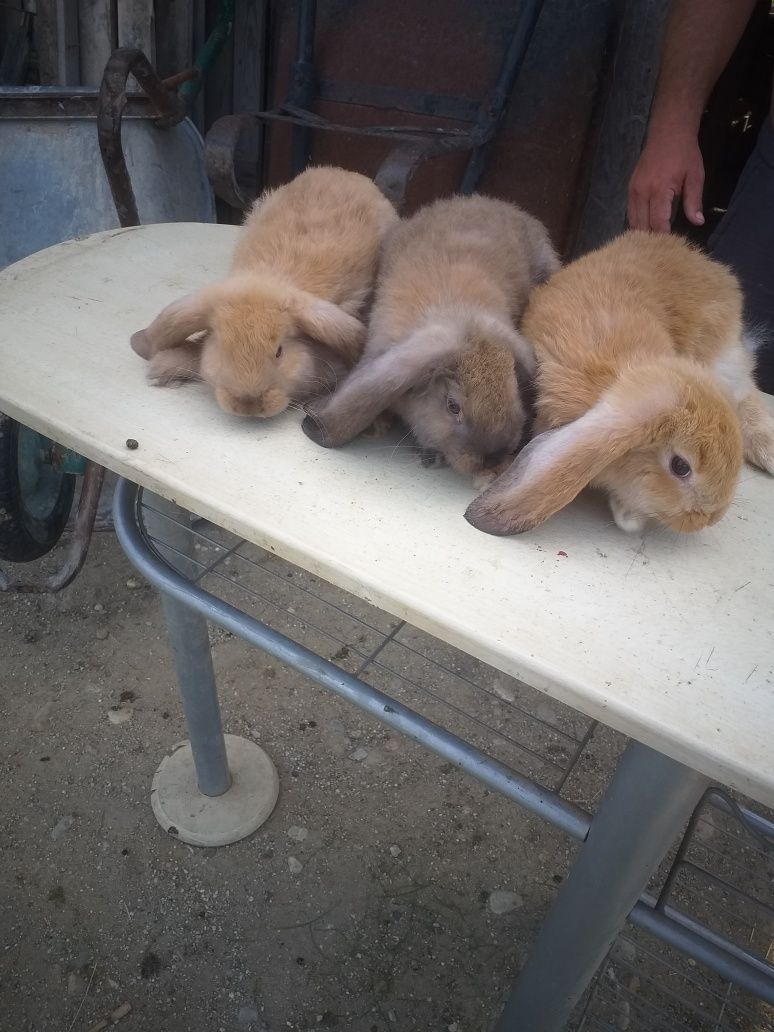 Vând pui iepuri rasă berbec  german