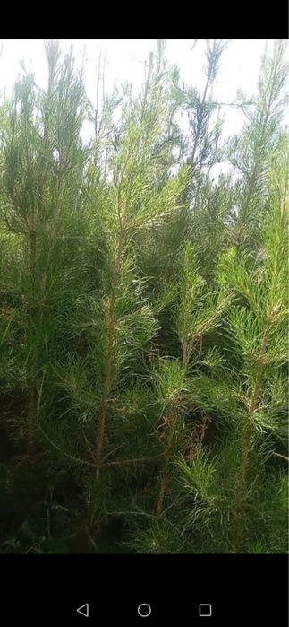 Сосна Арча кучатлари сотилади