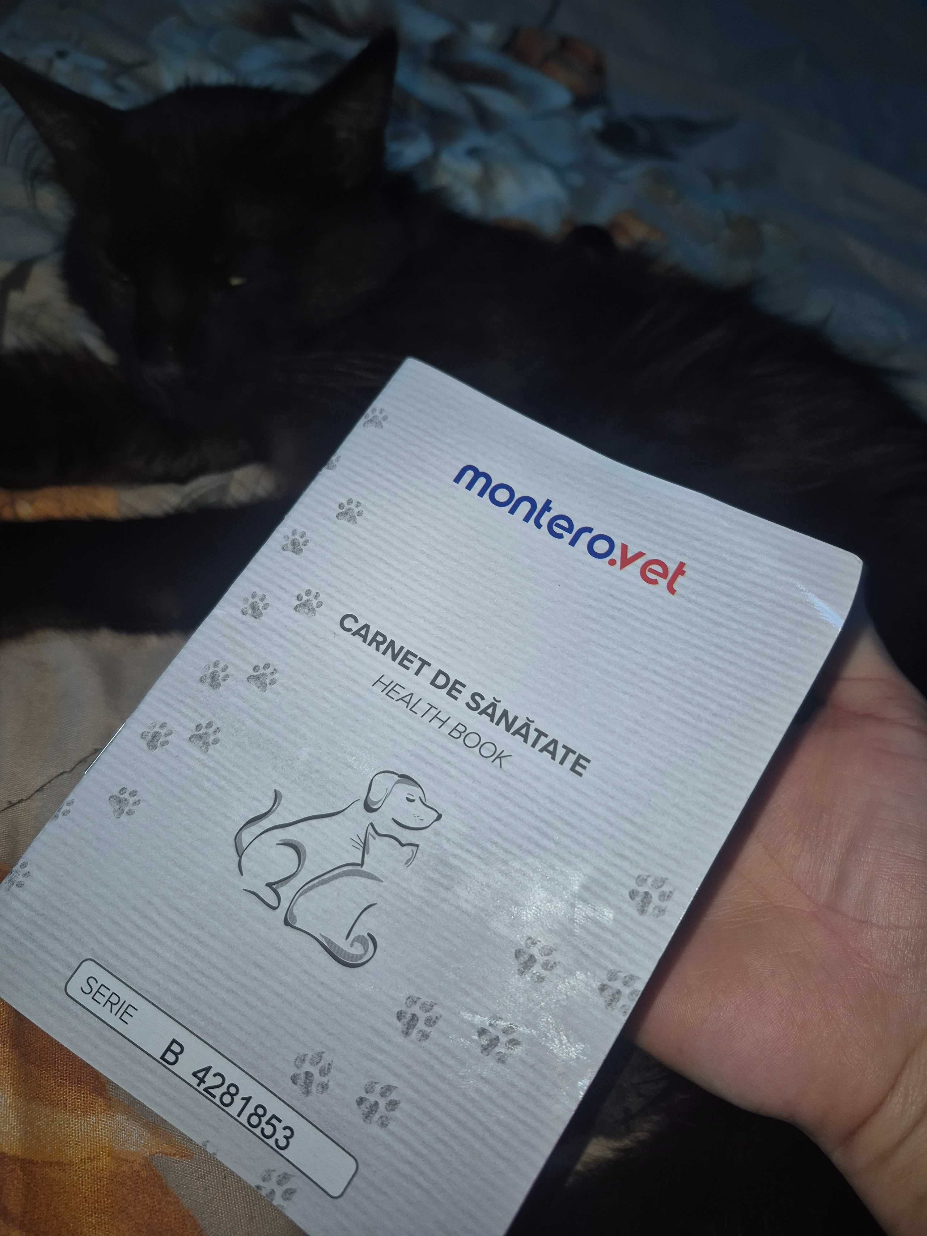 Dau spre adopție motan