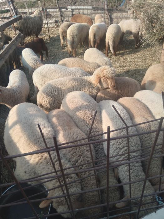 Vând miei mari 20  25 kg