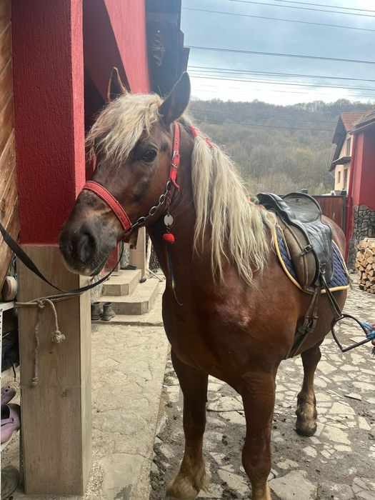 Armăsar de vânzare