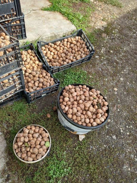 Nuci in coaja de toamna 2023