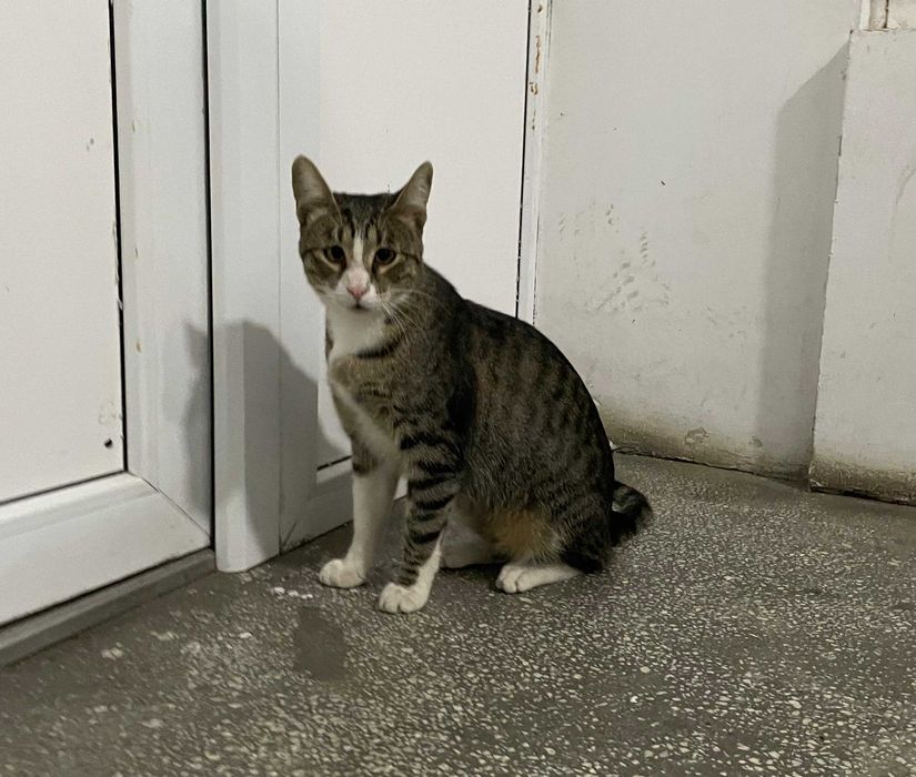 Rio, motanel castrat pentru adoptie