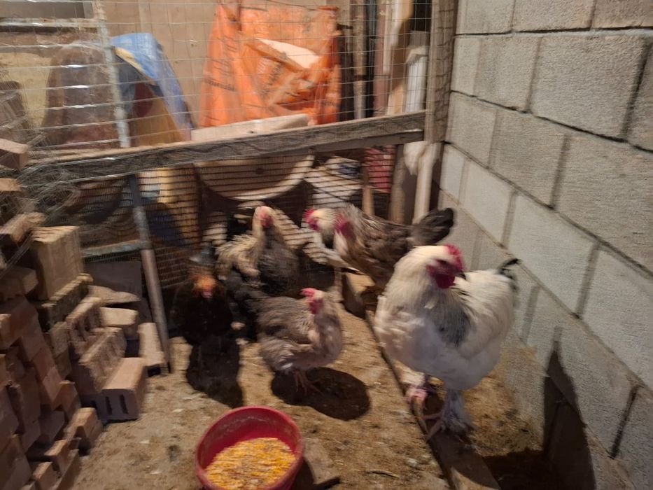 Тауык коразымен семиз породистый тауык 5 жумыртка туады кораз 6 мынан