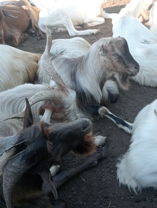 Țapi de vânzare pt prăsilă de 1 an 2 și 3 ani.