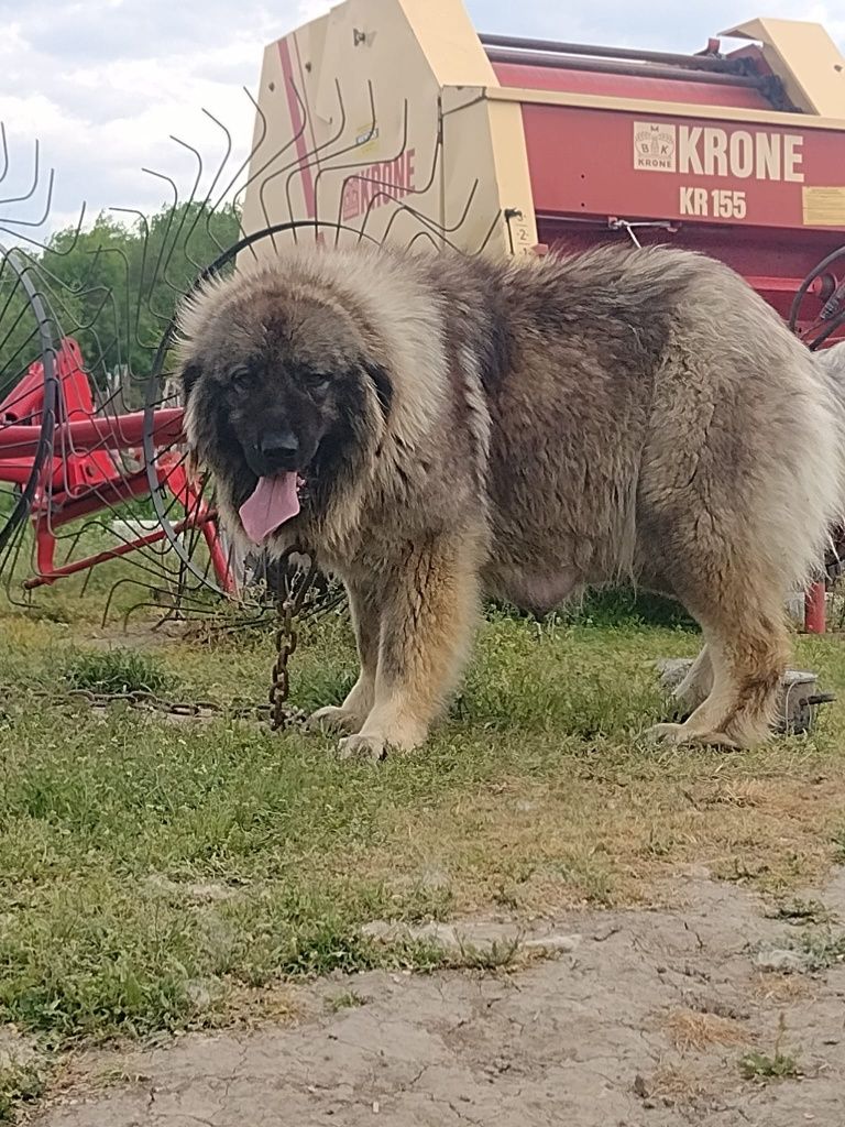 Femela ciobanesc caucazian talie mare cu pedigree