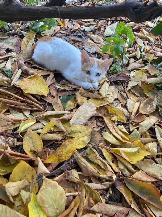 2 pisicute si 1 motanel