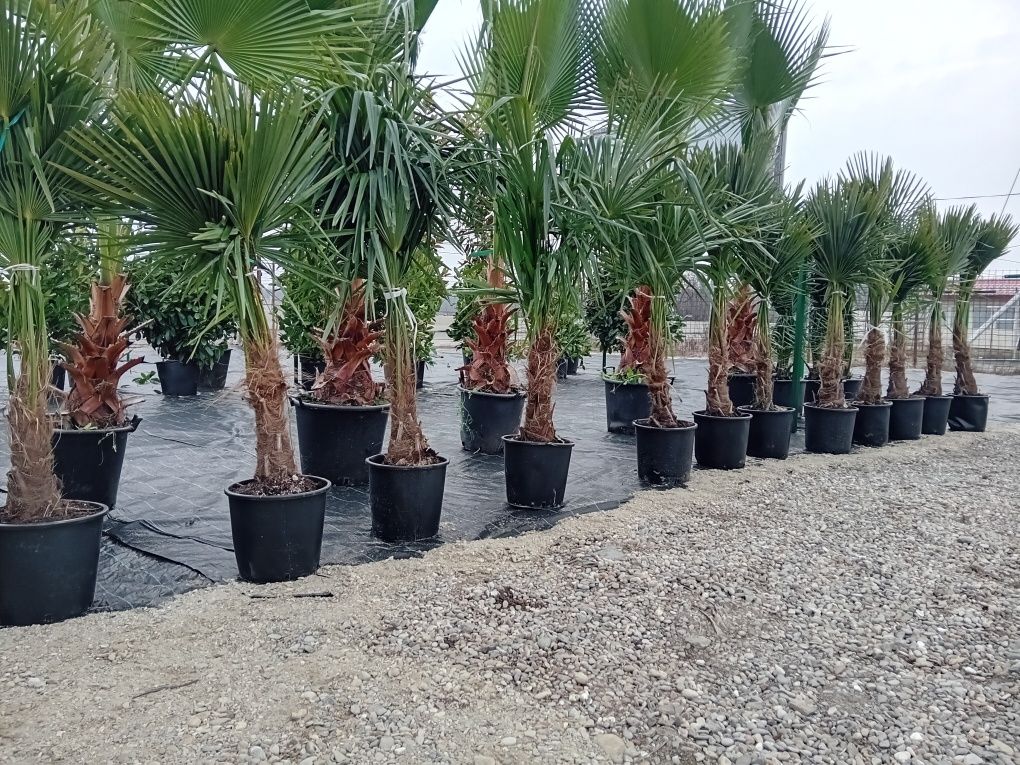Palmieri Trachycarpus furtunei chiparosi leilandi
