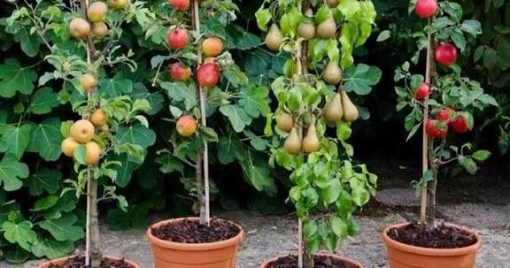 Pomi fructiferi columnari