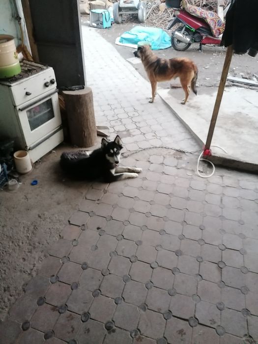 Хорошие щинки маленькие