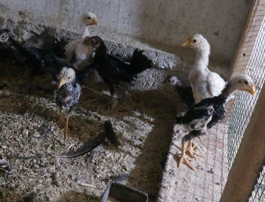 Продаются декоративные куры
