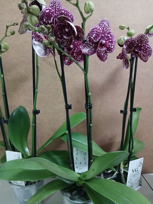 Орхидеи дикий кот новое поступление
