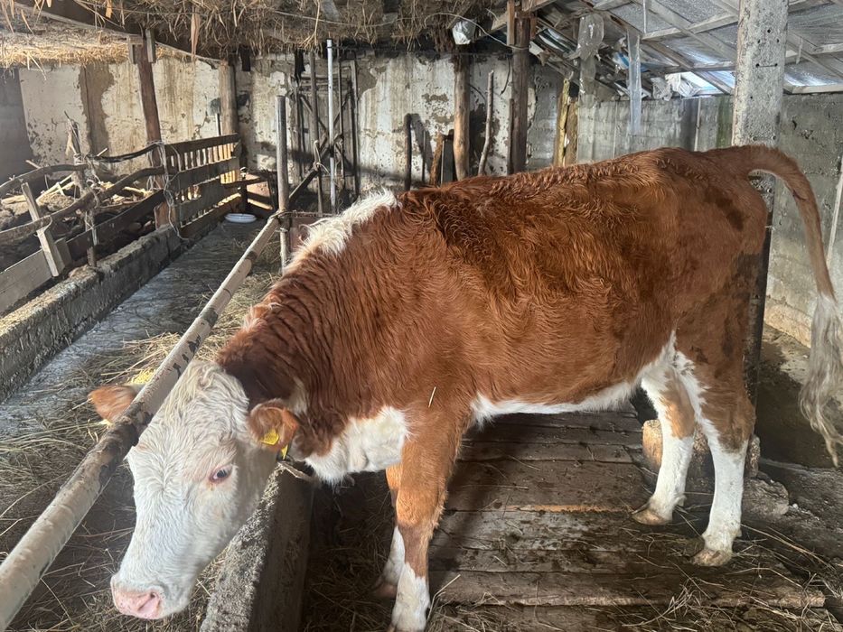 1.8 айлық құнажын сатылады.