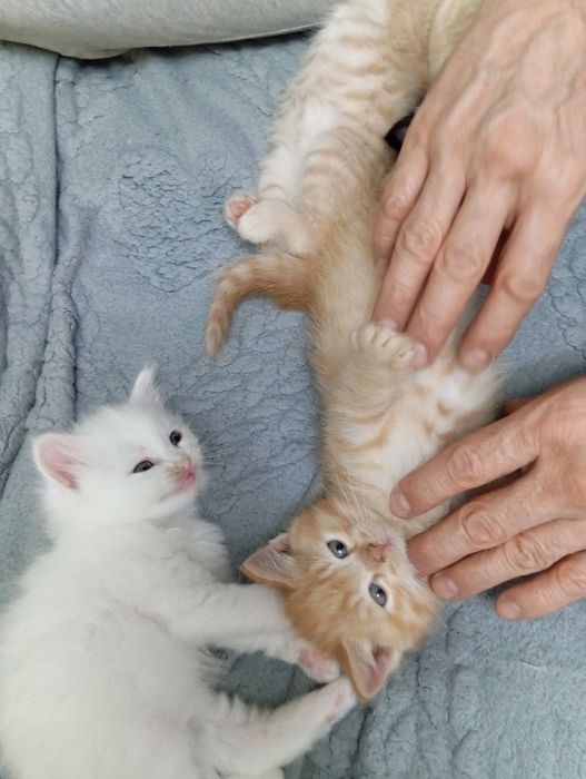 Котята в хорошие руки