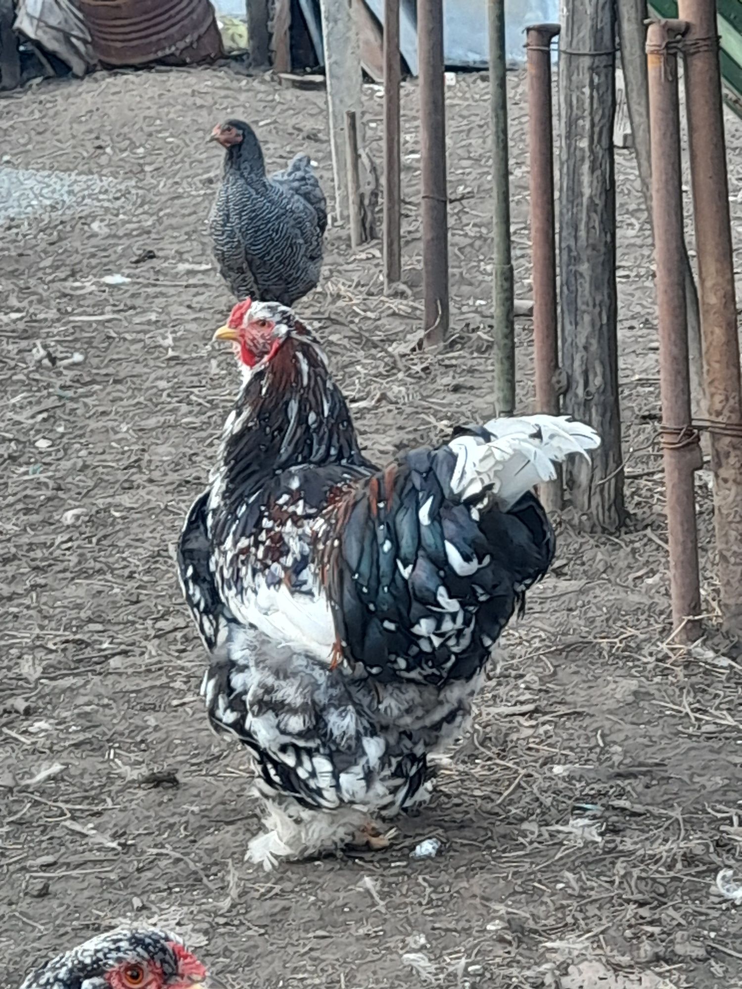 Ouă ɓrahma porțelan,BSO, potârnichiu,columbia,HD, cochin pitic, mii de