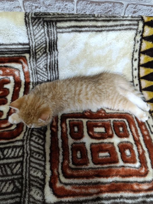 Золотистая шиншилла Скотиш страйт котенок