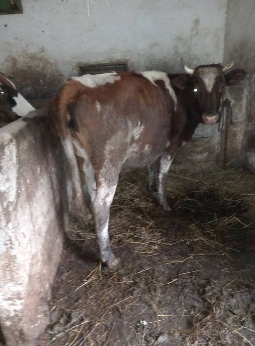 Vând junica de 2 ani jumate  gestanata în 4 luni