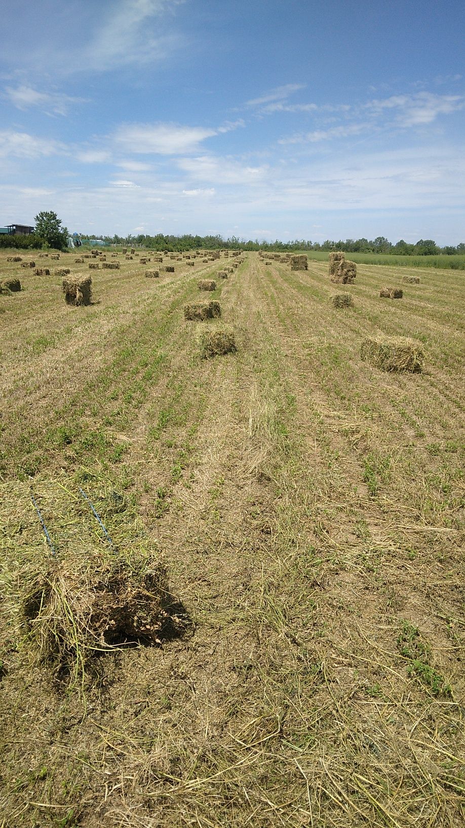 Baloți de lucernă de vânzare
