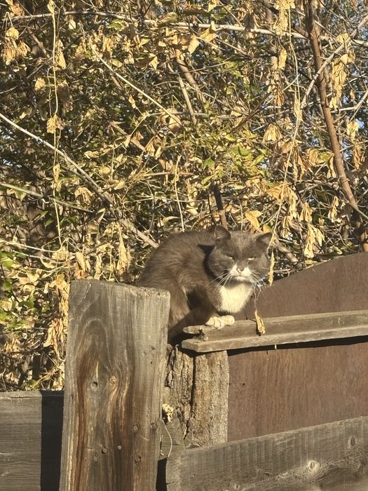 Коту нужен дом!чей потеряшка