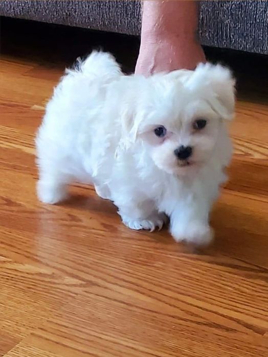 Bichon Maltez Fetiță