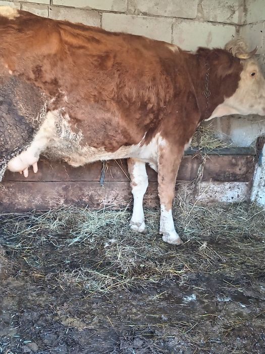 Vând vacă de 4 ani cu lapte