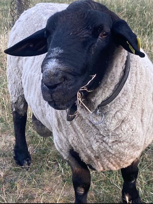 Vindem berbecuti,mielute,oi si berbeci sufolk/suffolk cu pedigree