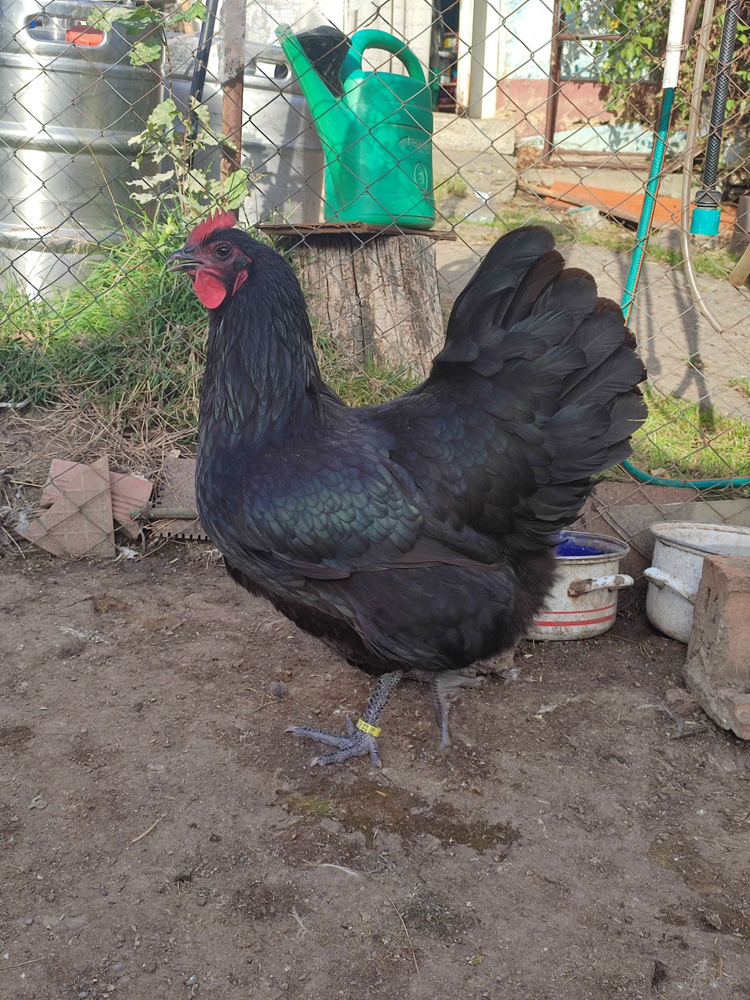 Găini australorp familie