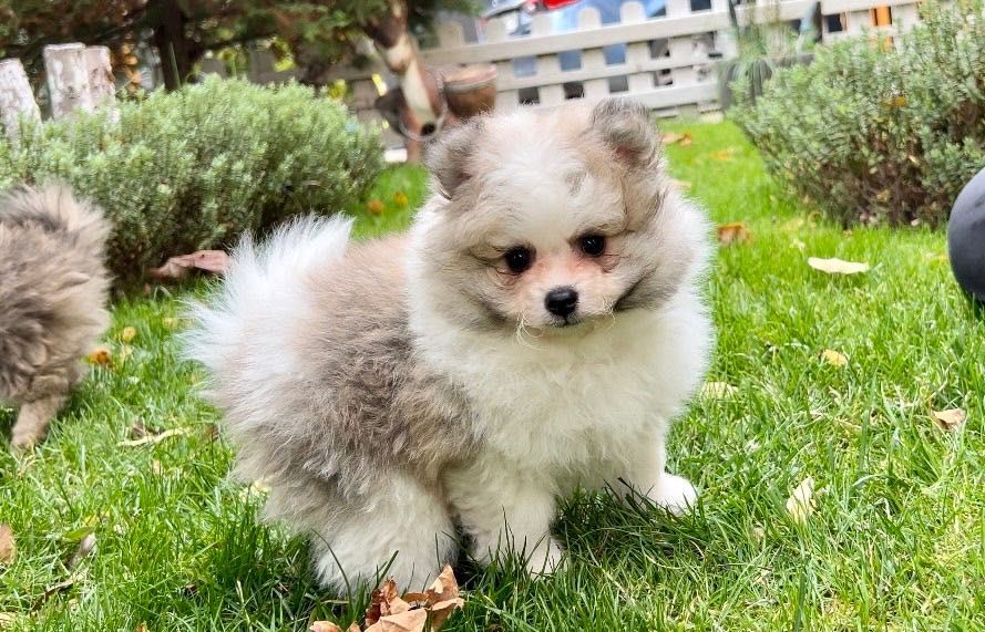 Померан Померани момчета