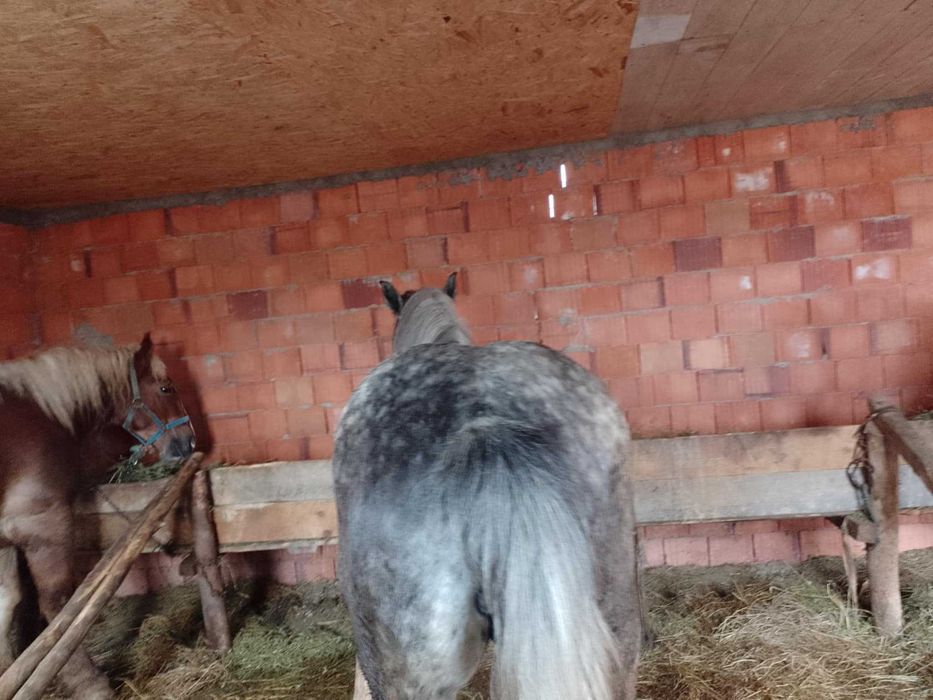 Iapa de 4 ani de vnzare