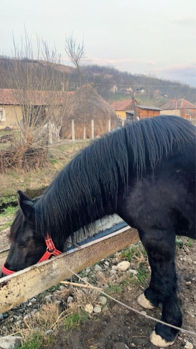 Iapă neagră,………..