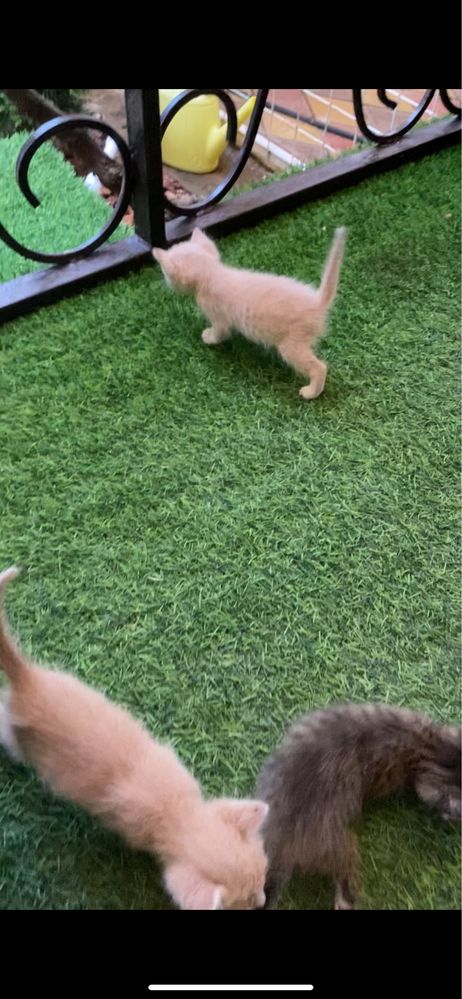 Котята 1 месяц в добрые руки