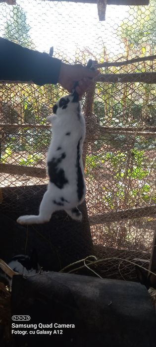 Iepuri fluture german