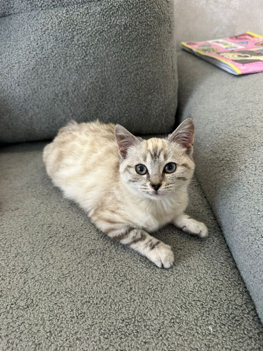 Котенок в семью пристраивается, девочка